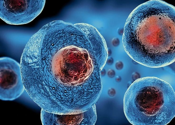 tế bào mô Tế bào gốc đa năng là loại tế bào có thể phân chia để cho ra nhiều tế bào gốc tương tự, và khả năng biệt hóa thành ít nhất một dạng tế bào gốc chức năng khác. Trong các loại tế bào gốc thì tế bào gốc đa năng mang nhiều tiềm năng ứng dụng trong Y học. Bài viết dưới đây sẽ giúp bạn có hiểu rõ hơn về loại tế bào gốc này, cũng như những ứng dụng của chúng. Tế bào gốc đa năng mang nhiều tiềm năng ứng dụng trong Y học Định nghĩa về tế bào gốc đa năng Tế bào gốc đa năng, tên tiếng anh là Multipotent stem cells. Tế bào gốc đa năng có khả năng tự tái tạo và có khả năng biệt hóa thành nhiều loại tế bào khác nhau. Bao gồm tế bào của các cơ quan và mô khác nhau trong cơ thể. Ví dụ, tế bào gốc đa năng có thể tự tái tạo để tạo ra thêm tế bào gốc hoặc biệt hóa để tạo ra các loại tế bào chuyên biệt khác nhau như tế bào da, tế bào máu, tế bào sụn, và nhiều loại tế bào khác. Điều này làm cho chúng trở thành một công cụ mạnh mẽ trong nghiên cứu và ứng dụng y học, bởi vì chúng có khả năng thay thế và tái tạo các tế bào bị tổn thương hoặc mất chức năng trong cơ thể. Ứng dụng của tế bào gốc đa năng trong Y học Tế bào gốc đa năng có khả năng biệt hóa thấp hơn tế bào gốc toàn năng, tế bào gốc vạn năng nhưng được nghiên cứu và ứng dụng phổ biến hơn nhờ những tính năng đặc biệt và không vướng phải những vấn đề về đạo đức. Ứng dụng của tế bào gốc đa năng hiện nay chủ yếu dựa trên tế bào gốc máu và tế bào gốc trung mô. Dưới đây là một số ứng dụng của chúng: - Tế bào gốc máu (Hematopoietic Stem Cells - HSCs): Tế bào gốc máu Điều trị ung thư: HSCs được sử dụng trong điều trị ung thư, đặc biệt là các loại ung thư liên quan đến hệ thống máu như bệnh bạch cầu và bệnh lymphoma. Điều trị bệnh lý mới: HSCs được sử dụng trong điều trị các bệnh lý máu như thiếu máu, thalassemia và bệnh đa tủy xơ. Điều trị ung thư lệch tủy: HSCs cũng được sử dụng trong điều trị các loại ung thư lệch tủy, một loại ung thư ảnh hưởng đến tế bào gốc máu. - Tế bào gốc trung mô (Mesenchymal Stem Cells - MSCs): Chữa trị chấn thương và phục hồi mô: MSCs được sử dụng trong điều trị chấn thương và phục hồi mô, đặc biệt là trong phẫu thuật thể thao và chấn thương vật lý. Điều trị viêm khớp: MSCs có khả năng giảm viêm và kích thích sự phục hồi của các mô trong trường hợp viêm khớp. Điều trị bệnh tim mạch: MSCs có tiềm năng trong điều trị bệnh tim mạch bằng cách thúc đẩy phục hồi mô và giảm viêm. Các lợi ích trong điều trị và phục hồi mô của hai loại tế bào mày vẫn tiếp tục được nghiên cứu và phát triển để tối ưu hóa ứng dụng của chúng trong lĩnh vực y học. Tế bào gốc được lưu trữ và bảo quản như thế nào? Tế bào gốc cần được bảo quản trong môi trường đặc biệt Tế bào gốc, đặc biệt là tế bào gốc đa năng nói riêng cần được bảo quản nghiêm ngặt để đảm bảo tính chất và hiệu quả của chúng. Dưới đây là các bước cơ bản để bảo quản tế bào gốc: - Chuẩn bị dung dịch bảo quản: Dung dịch bảo quản chứa các chất bảo quản như DMSO (Dimethyl sulfoxide ) để bảo quản tế bào gốc trong quá trình đông lạnh. - Đóng gói tế bào gốc: Tế bào gốc được đóng gói trong ống nghiệm hoặc bình chứa chuyên dụng, sau đó được thêm vào dung dịch bảo quản. - Đông lạnh tế bào gốc: Tế bào gốc được đông lạnh ở nhiệt độ cực thấp, thường là -196°C, sử dụng thiết bị đông lạnh chuyên dụng. - Lưu trữ và bảo quản: Tế bào gốc được lưu trữ trong vật chứa chuyên dụng và được bảo quản ở nhiệt độ cực thấp. - Kiểm tra và ghi chú: Định kỳ kiểm tra tình trạng của tế bào gốc và ghi chú lại thông tin về quá trình bảo quản. - Vận chuyển an toàn: Trong trường hợp cần vận chuyển, tế bào gốc cần được đóng gói cẩn thận và vận chuyển ở nhiệt độ thấp để đảm bảo tính ổn định của chúng. Quy trình bảo quản tế bào gốc yêu cầu sự chú ý đến các yếu tố như nhiệt độ, độ ẩm và ánh sáng để đảm bảo tính chất và hiệu quả của tế bào được bảo quản. Hi vọng với những thông tin chia sẻ trên đây đã giúp bạn hiểu hơn phần nào về tế bào gốc đa năng và những ứng dụng của tế bào gốc trong Y học. Nếu còn bất kỳ thắc mắc nào liên quan đến tế bào gốc bạn có thể tham khảo thêm thông tin từ các cơ sở nghiên cứu hoặc bác sĩ chuyên khoa về tế bào gốc. 