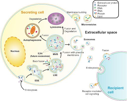 exosome-la-di-ung-dung-cua-exosome-2