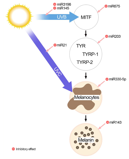 exosome-tri-nam