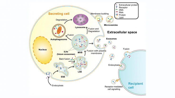 exosome-cong-nghe-moi-day-trien-vong-1