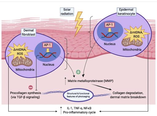 dieu-tri-lao-hoa-da-do-anh-sang-bang-exosome (4)