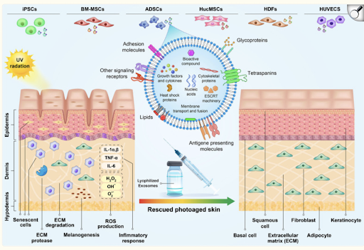 dieu-tri-lao-hoa-da-do-anh-sang-bang-exosome (5)