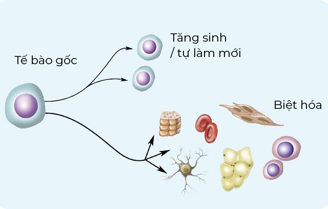 Chức năng chính