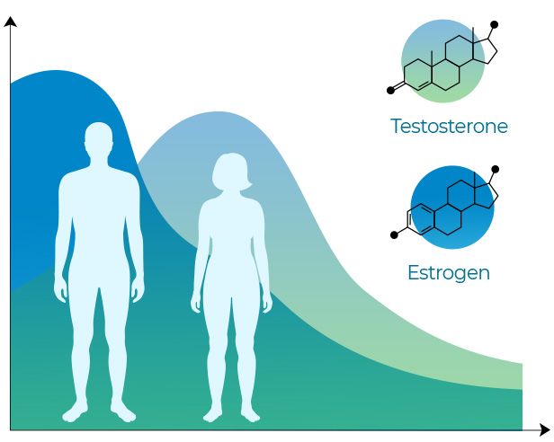 Estrogen