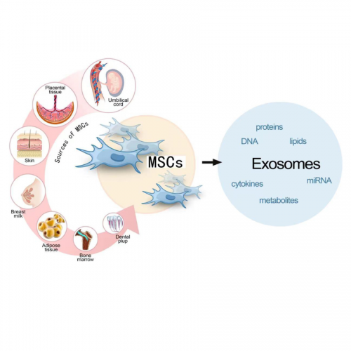 Exosome và tế bào gốc: Đột phá y học và ứng dụng lâm sàng