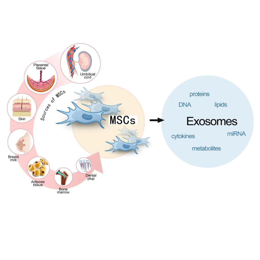 te-bao-goc-va-exosome (1)