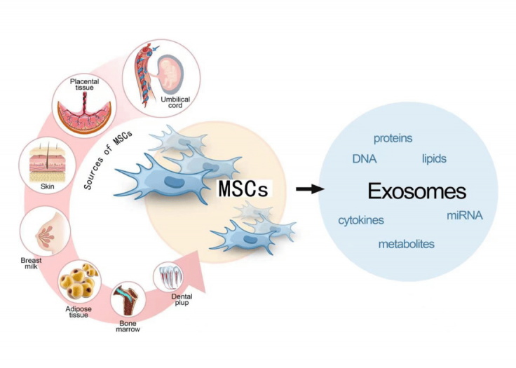 te-bao-goc-va-exosome (2)