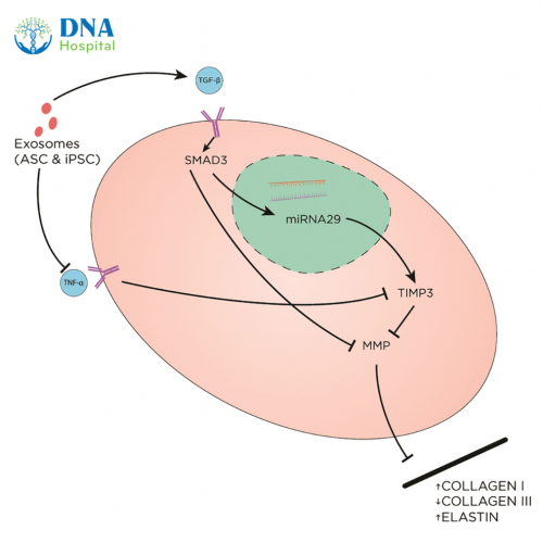 Exosome – Khả năng điều trị trẻ hóa da và làm lành vết thương