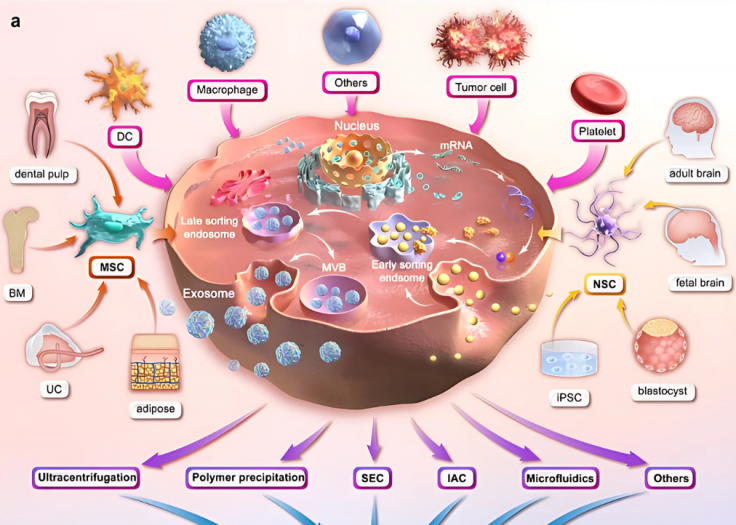 exosome-trong-dieu-tri-co-xuong-khop-2