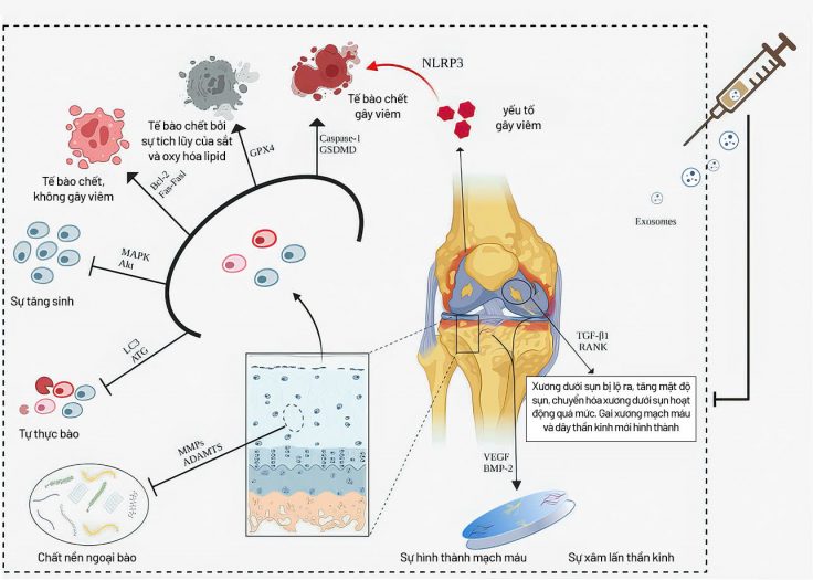 exosome-trong-dieu-tri-co-xuong-khop