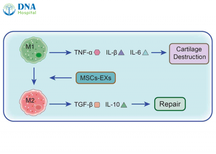 exosome-trong-dieu-tri-co-xuong-khop-1