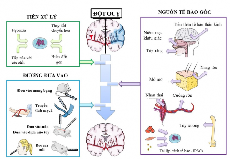 te-bao-goc-dieu-tri-dot-quy-nhu-the-nao